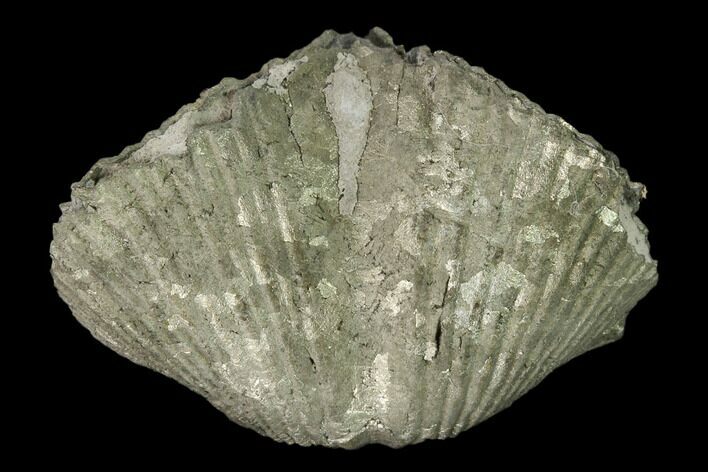 Pyrite Replaced Brachiopod (Paraspirifer) Fossil - Ohio #160080